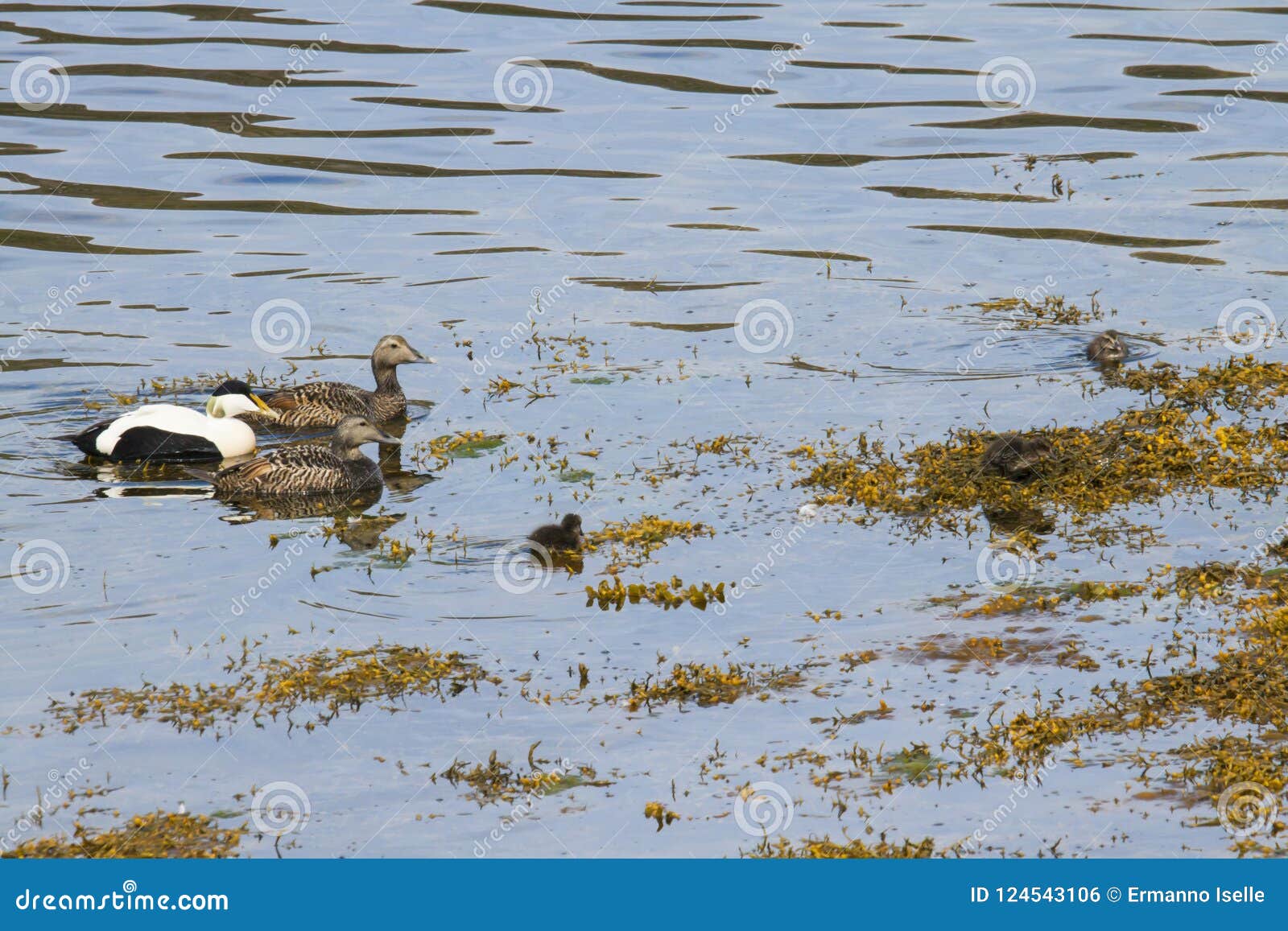 image of common eider,a typical sea-duck of iceland